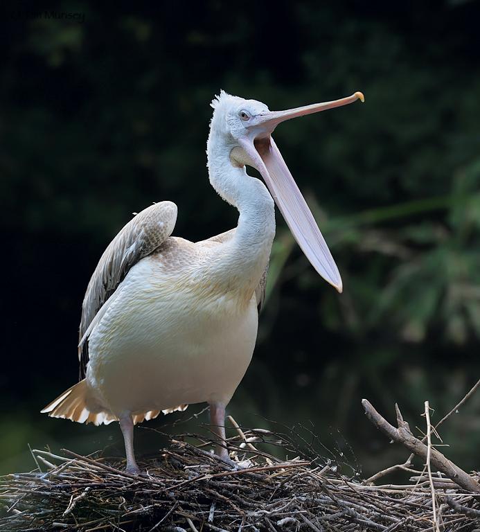 Pelican 0809.jpg